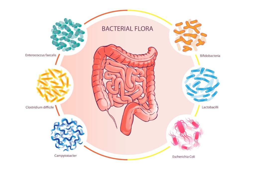 microbiota-obesidad-flora-bacteriana
